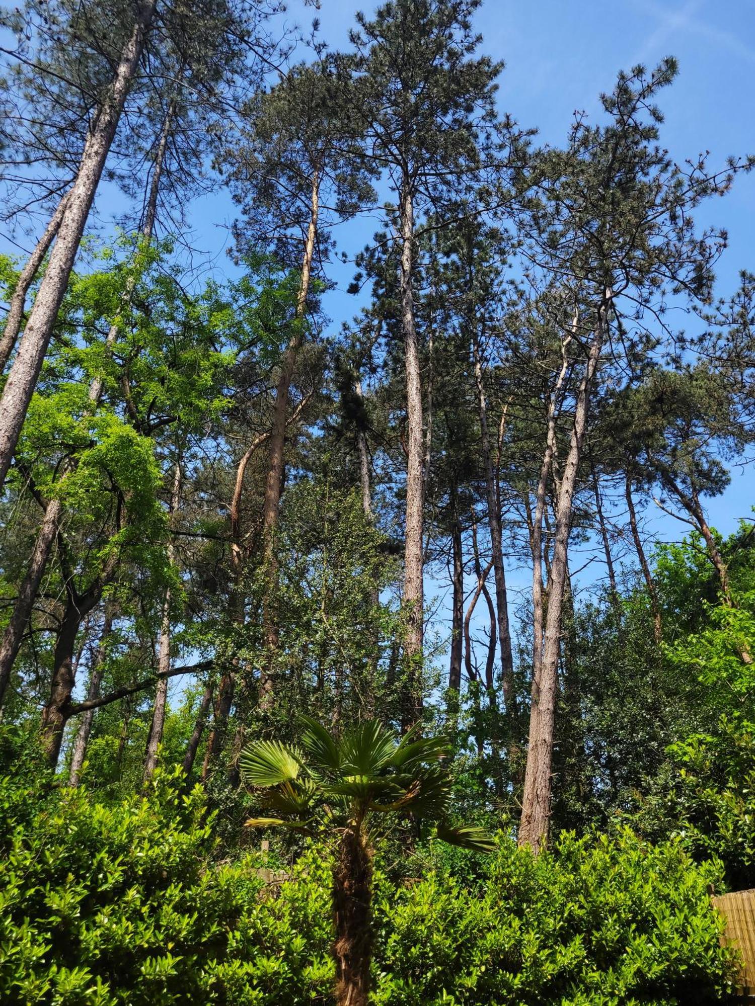 Secret Wellness Boszicht Villa Holten Ngoại thất bức ảnh